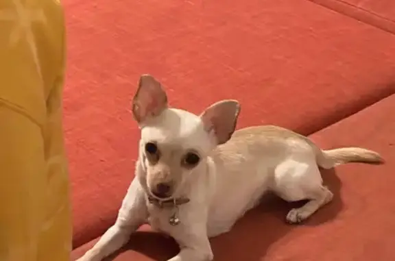 Missing dog Springfield, photo: Lost Chihuahua: Feisty, Pink-Nosed Pup