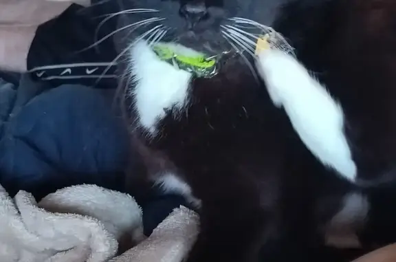 Missing: Sweet Black Cat with Unique Markings