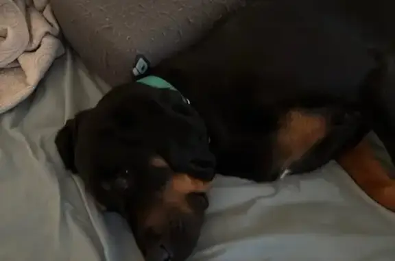 Lost: 2 Black & Coon Hounds in Kingston