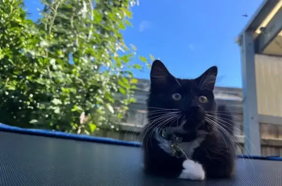 Lost Black Cat: White Paws & Tummy