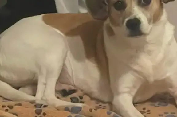 Lost Dog: White & Tan, Anxious, Tobyhanna
