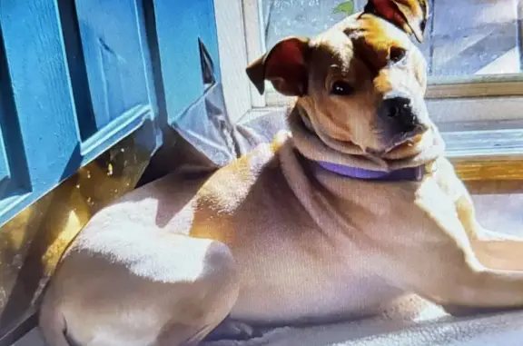 Lost Dog: Tan & Brown, Tornado St, Griffin