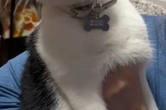 Lost Black & White Male Cat in San Jose