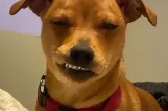 Lost Dog in Athens, TN: Red Collar