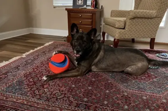Lost Dog: Mookie - Friendly, Seneca Area