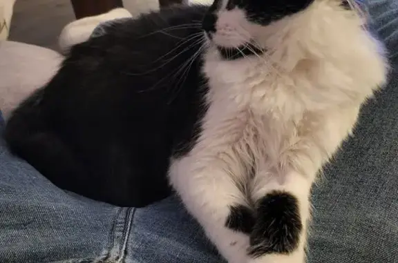 Lost Cat: Black-Spotted Legs in Carbondale