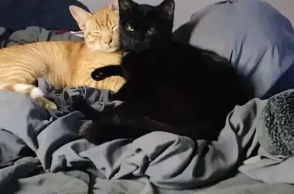 Lost Cat: Black with White Chest Tuft