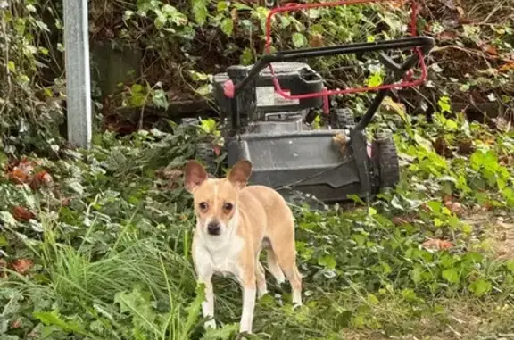 Found dog Asheville, photo: Found: Skittish Chihuahua on Onteora Blvd