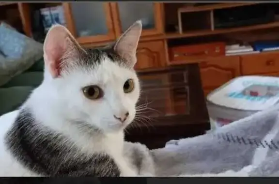 Búsqueda de mascotas, foto: Gatita Blanca con Manchitas Perdida en SS Reyes