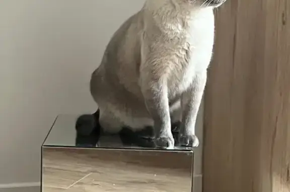 Chat perdu, , photo: Chat gris perdu, queue courte, Plouguenast