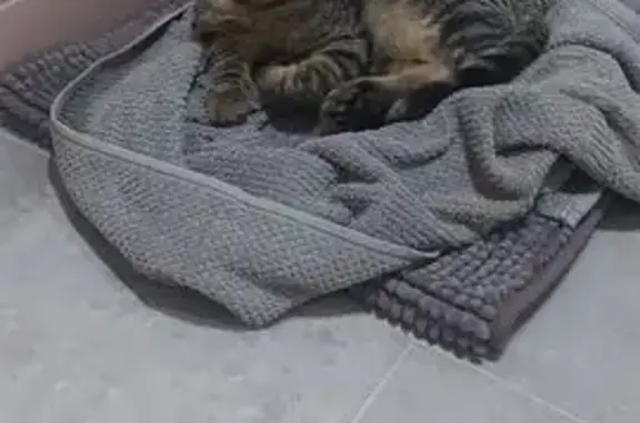 Gato encontrado Malaga, foto: Cachorro de Gato Cariñoso en El Palo