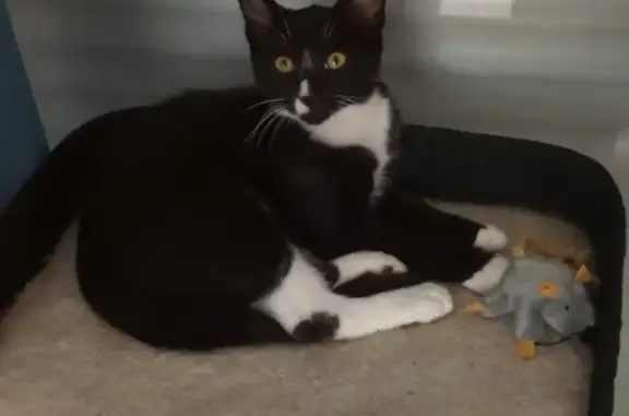 Chat perdu, Pléchâtel, photo: Chat Noir et Blanc Perdu à Pléchâtel