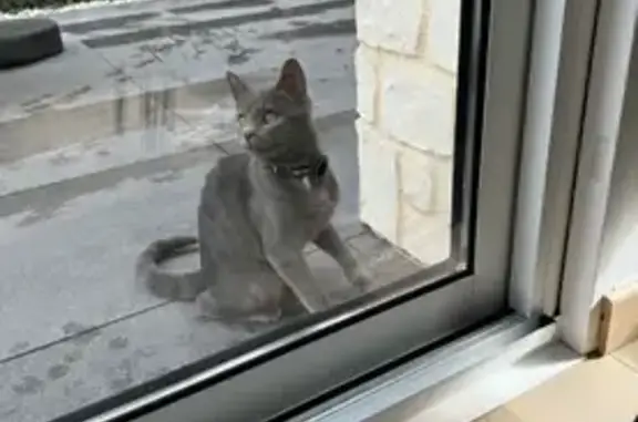 Chaton gris perdu à Épinal, rue Cardinet - photo