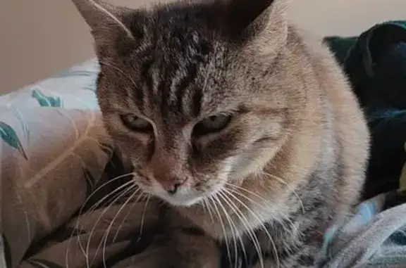 Animaux perdus , photo: Chat sauvage perdu à Luzay