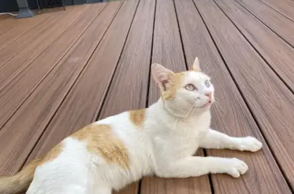 Chat blanc et roux perdu à Rezé - photo