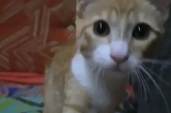 Gatos perdidos, , foto: Busco Gato Perdido con Collar Azul en Ibiza