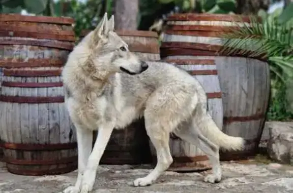 Perro Lobo Perdido en Aragón: Gris Claro