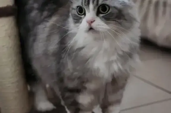 Chat perdu, Nouvelle-Aquitaine, photo: Chat perdu à Soulac-sur-Mer, mâle craintif