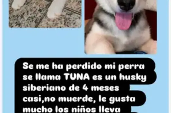 ¡Ayuda! Husky Siberiano Perdido en Calasparra