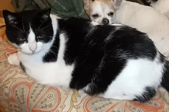 Gato Perdido: Blanco y Negro en Añorbe