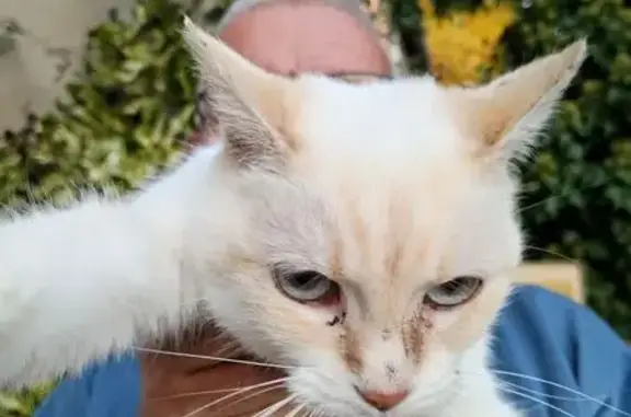 Animaux trouvés Sainte-Foy-l'Argentière, photo: Chatte blanche yeux bleus trouvée à Sainte-Foy