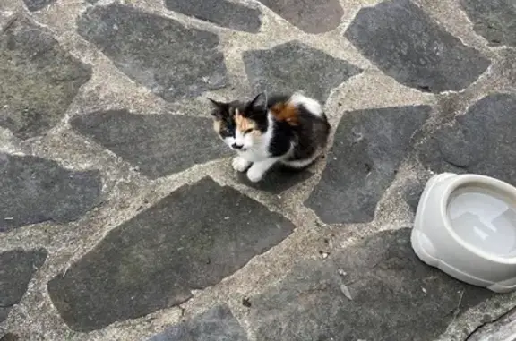 Chaton tricolore câlin trouvé à Lillemer - photo