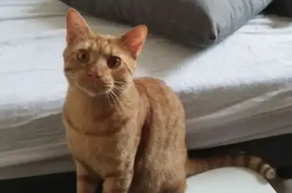 Chat roux tigré perdu à Sorgues - photo