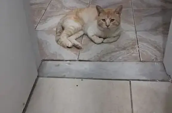 gato desaparecida