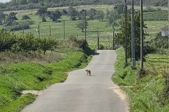 Chien trouvé Messimy, photo: Deux cockers marron trouvés à Messimy