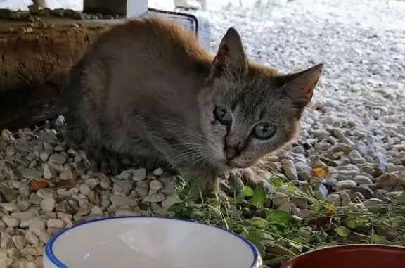 Chat trouvé , photo: Chat beige/marron aux yeux bleus trouvé à Puyréaux