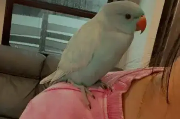 Lost Cobalt Blue Parrot in Uniondale