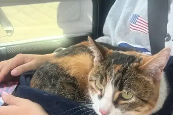 Found: Loving 2-Year-Old Calic...