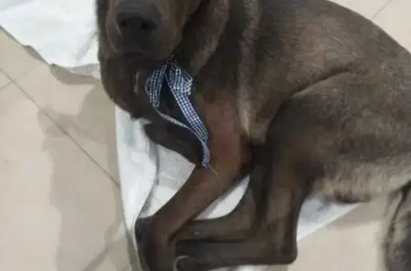 Perro café mediano hallado en...