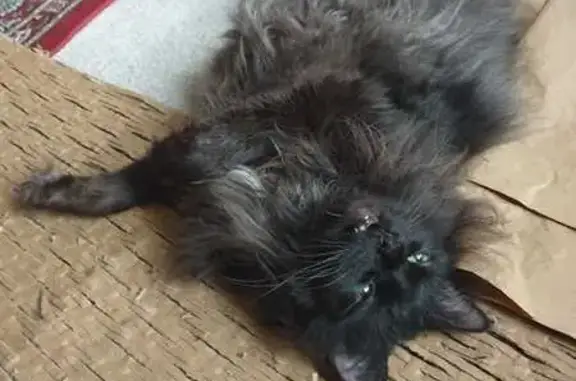 Lost: Skittish Black Cat, Need...