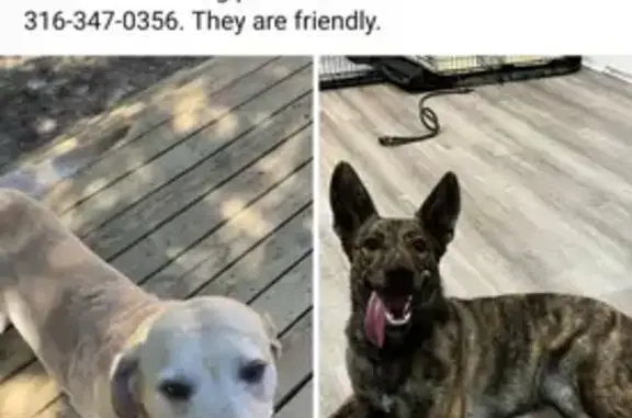 Lost Dogs: Yellow Lab & Shepard Mix