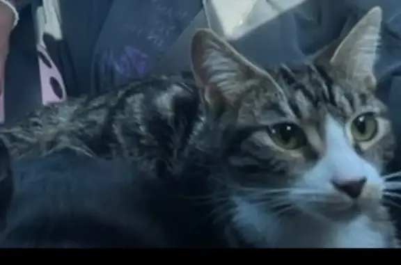 Lost Cat: Shy, Multicolored in San Antonio