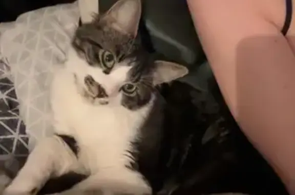 Lost Cat: Black & White with Mustache