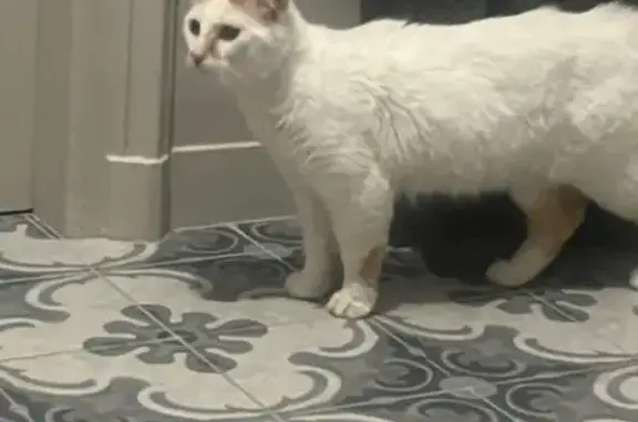 Chat trouvé Avenue de la Libération, Le Mans - photo