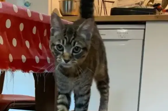Animaux trouvés , photo: Jeune chatte tigrée grise trouvée à Latillé
