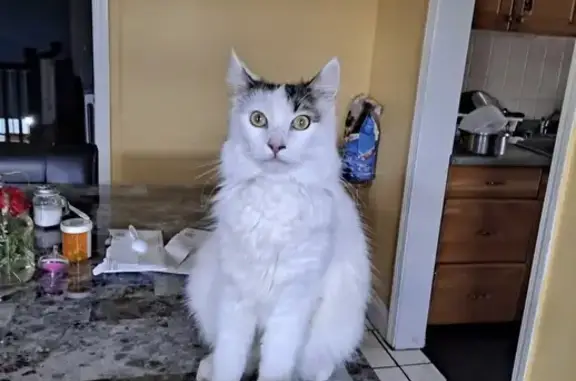Lost Timid Cat: Petite, Green-Eyed in Chelsea