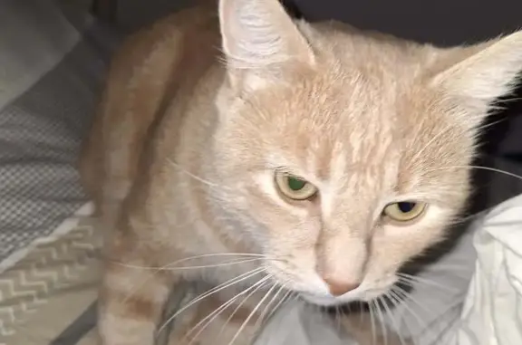 Chat perdu : Roux crème, nommé Caramel - photo