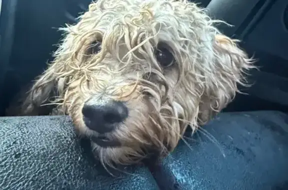 Found Tan Dog with Severe Matting - PA