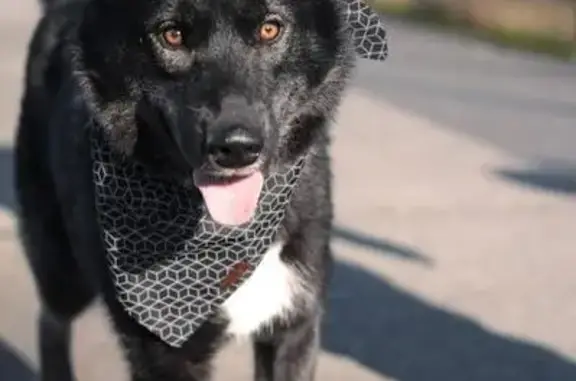 Lost Husky: Friendly & Kid-Loving, Spanaway