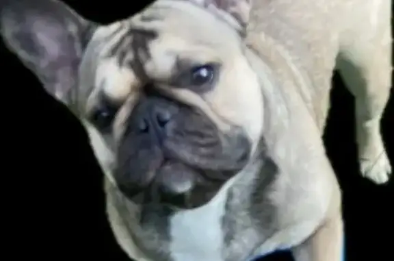 Lost pets Detroit, photo: Lost Dog in Detroit: Light Brown & White