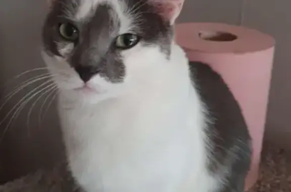 Chat mâle blanc/gris perdu à Armbouts-Cappel - photo