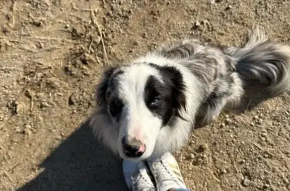 Chien perdu Saint-Péray, photo : Chienne bleu merle perdue à Saint-Péray