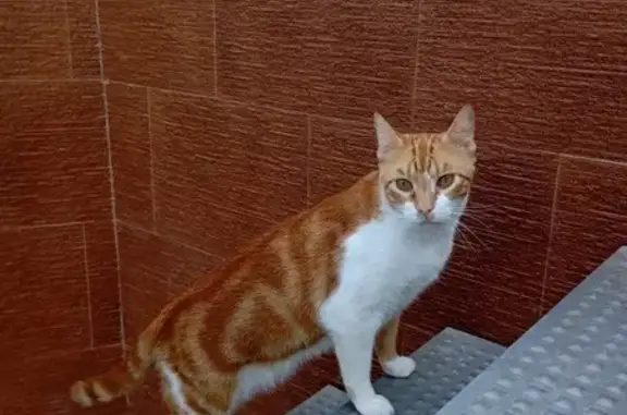 Gatos perdidos, El Ejido, foto: Gato Amarillo Perdido: Cojo y Sin Rabo
