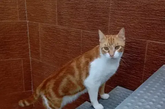 Gato Rubio Perdido: Cojo y Asustadizo en El Ejido