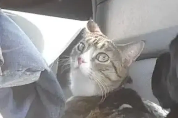 Friendly Grey Tabby Lost on Newton St NW