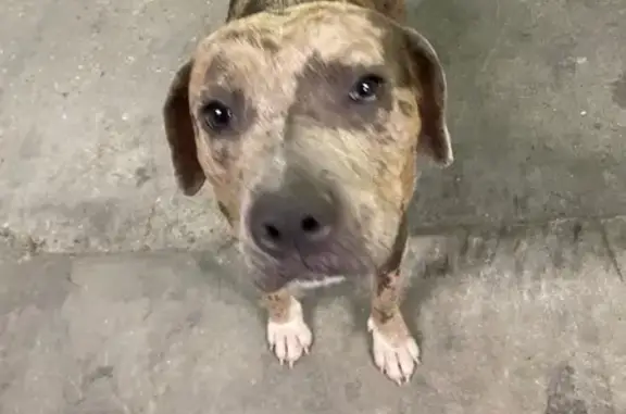 Found dog Hattiesburg, photo: Found Dog at Midtown Square, Hattiesburg